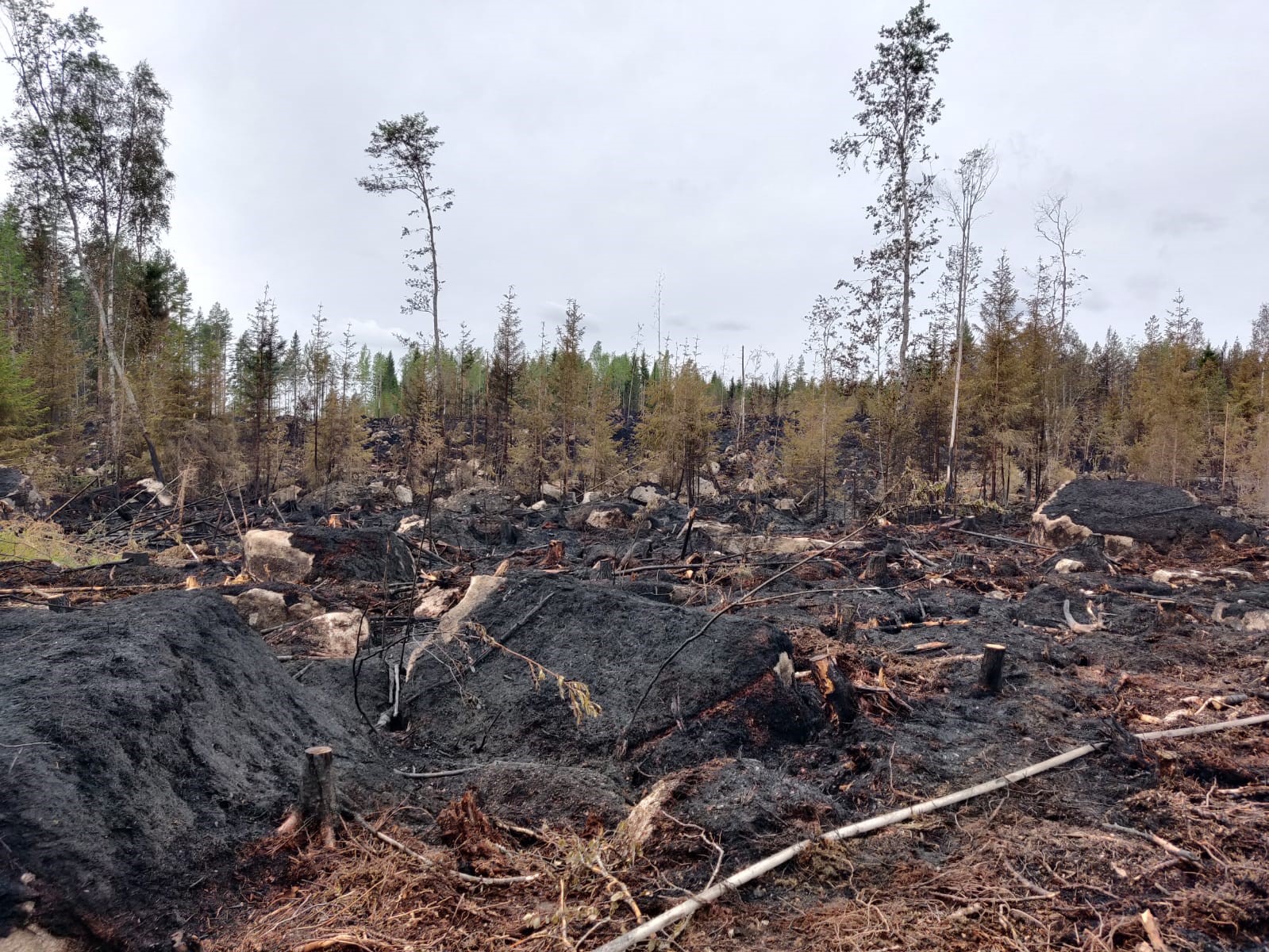Sopimus Susinevan paloalueen metsätaideteoksen ylläpidosta